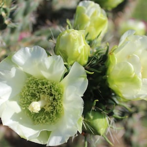 Opuntia Imbricata - Etsy