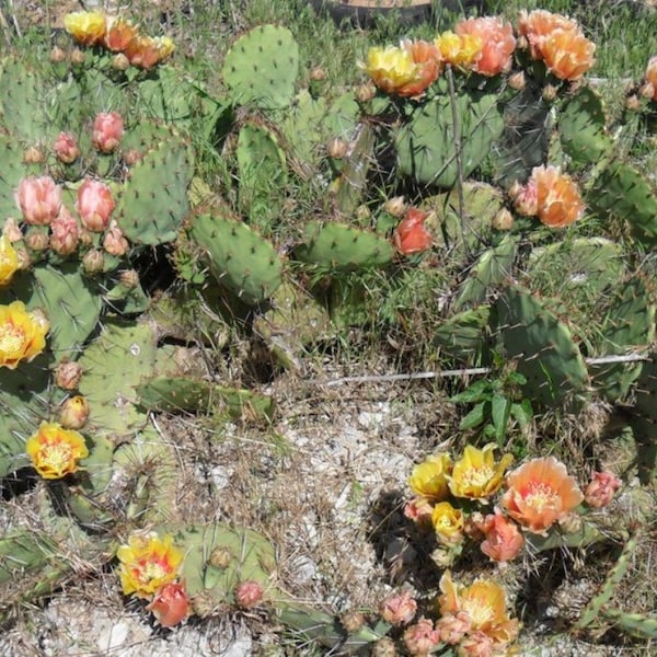 Winter Hardy Prickly Pear Cactus Var Opuntia Macrocentre Yellow Red Fade Orange Red Blooms!!!