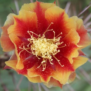 May include: A cactus flower with vibrant petals that transition from a deep red center to bright yellow edges. The bloom features a prominent, dense cluster of yellow stamens in the middle and delicate, wavy petal margins throughout the structure.