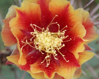 Cold Hardy Prickly Pear Opuntia Cactus, Ruffled Yellow Flower's, Bold Red Centers!!!