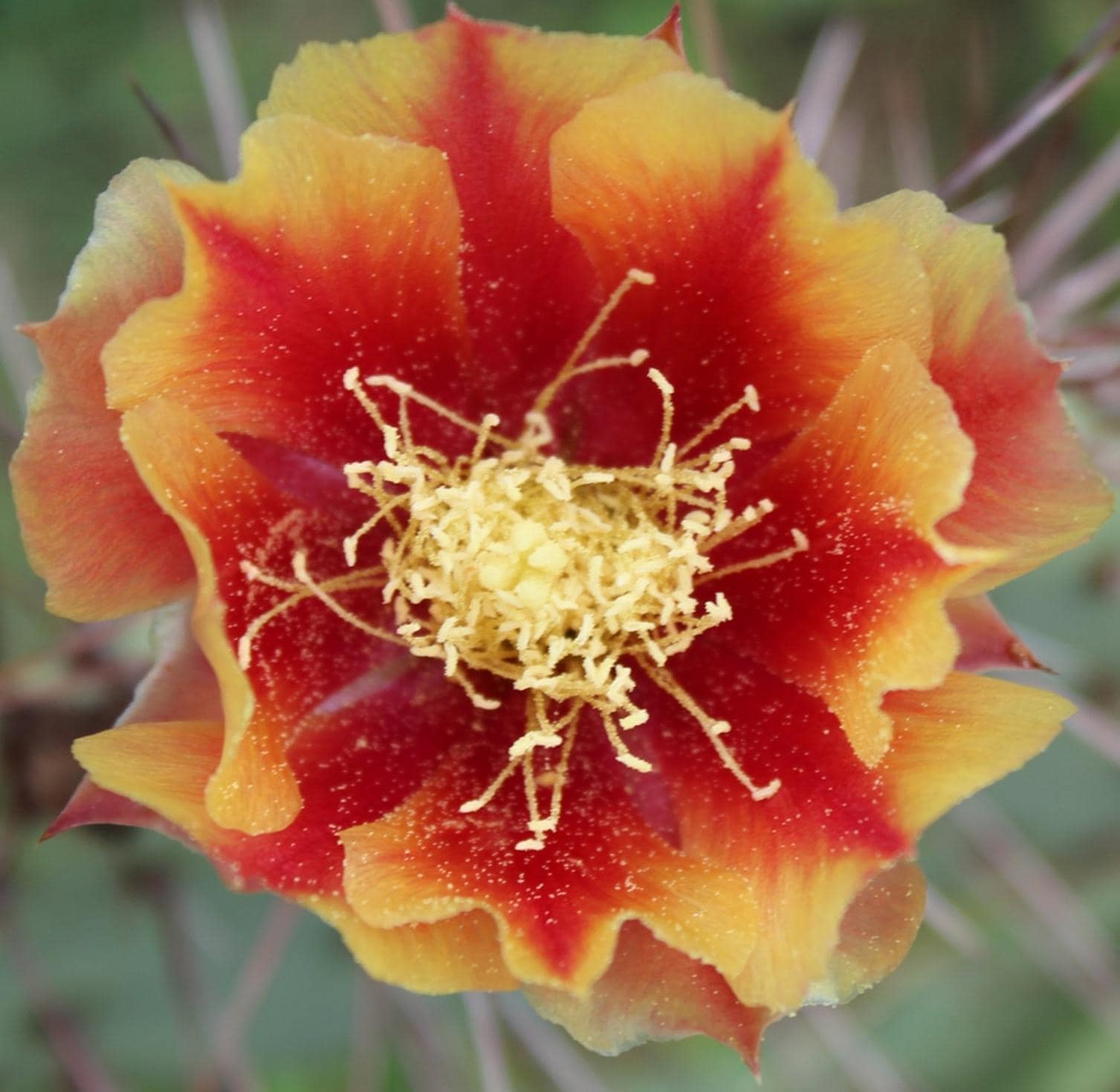 Cold Hardy Cactus Zone 6 - Etsy