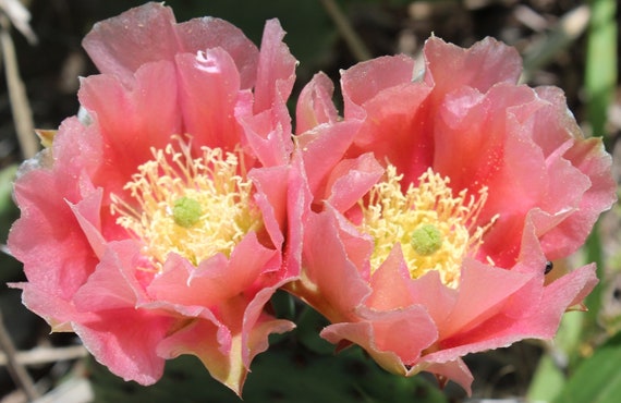 Cold Hardy Prickly Pear Opuntia Cactus Large PINK Flower/'s!!!