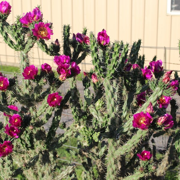 Winter Hardy Opuntia Shrub Cactus, Beautiful Deep Fushia Purple Flowers!!!