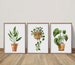 Botanical Print Set, Living Room Wall Art, Home Decor Gift, Houseplant Paintings, Plant Posters, Leaf Prints, Gallery Wall Set, 3 Piece Wall 