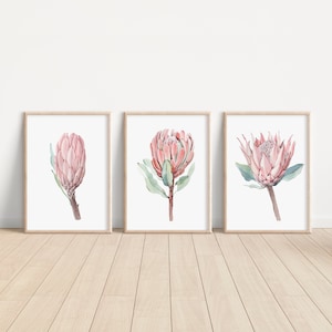Watercolor Protea Printable, South Africa Flowers, King Protea Art Print, Blush Pink Floral, Set of 3 Triptych, Home Decor Gift Protea Plant