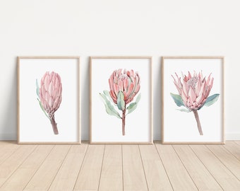 Watercolor Protea Printable, South Africa Flowers, King Protea Art Print, Blush Pink Floral, Set of 3 Triptych, Home Decor Gift Protea Plant