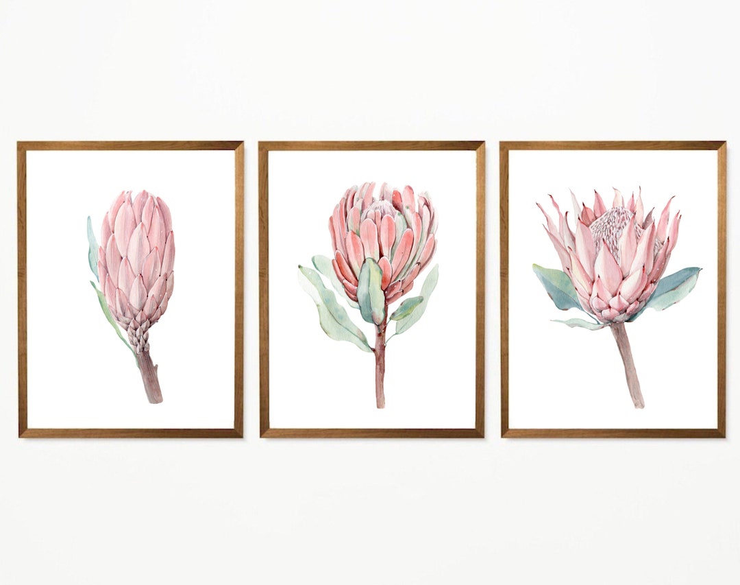 Watercolor Protea Wall Art South Africa Flowers King Protea Etsy Canada