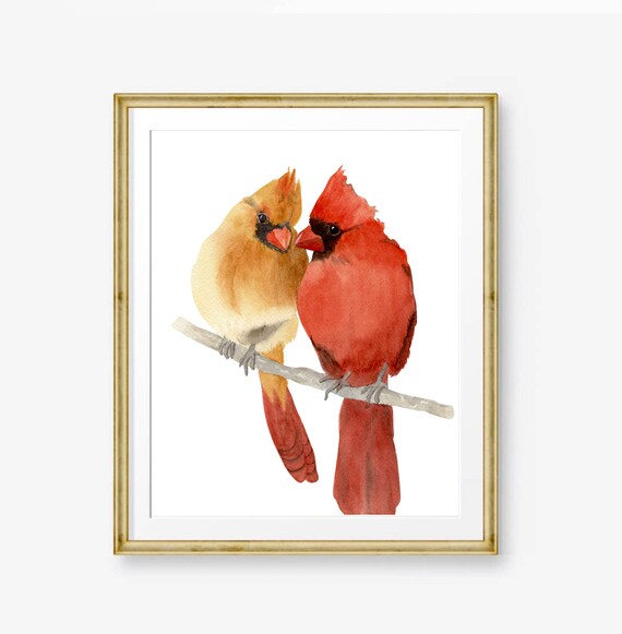 Rare Half Male Half Female Cardinal Spotted In