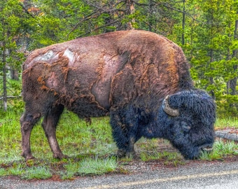 Yellowstone Bison Print | Yellowstone National Park