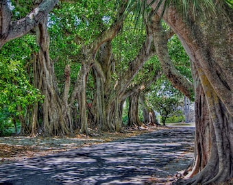 Banyan Street Photography Print - Boca Grande Coastal Wall Art