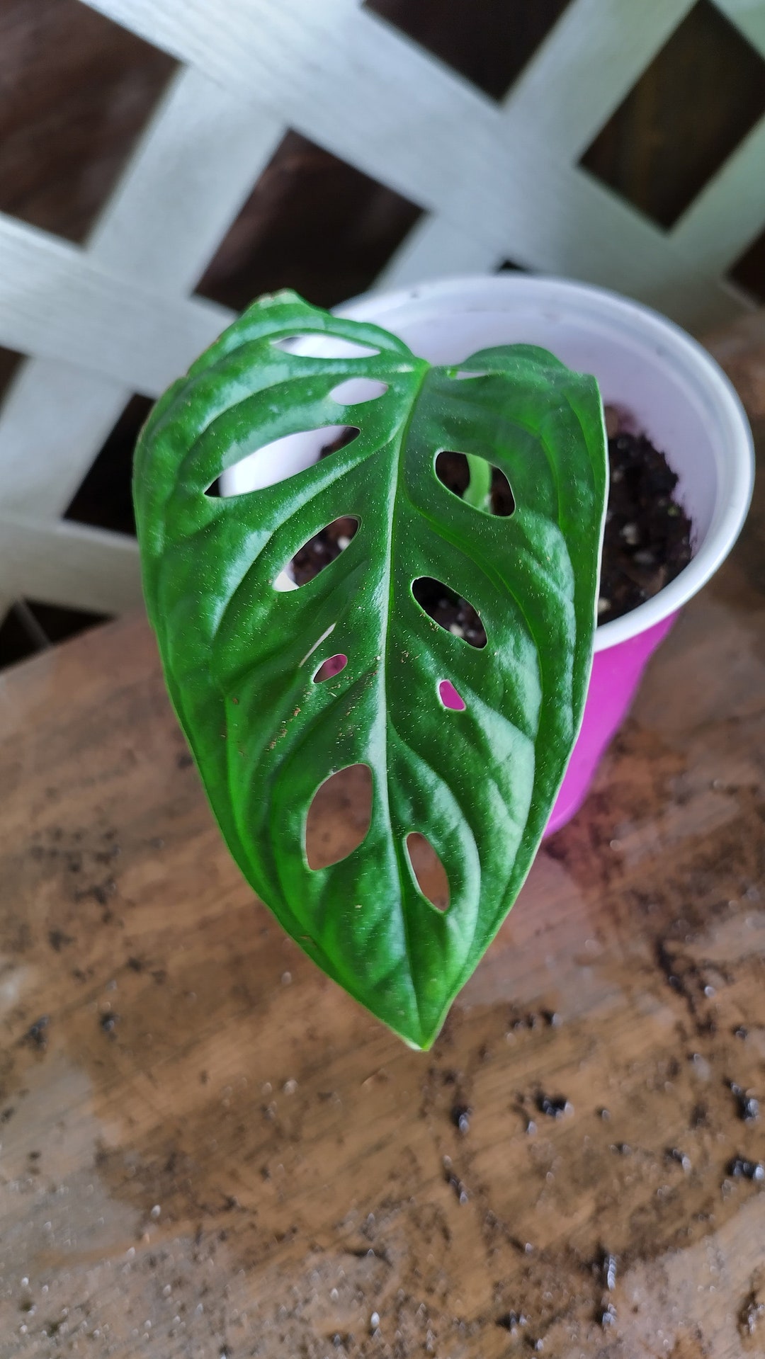 Swiss Cheese Plant Cuttings, Monstera Adansonii Cutting, Rooted