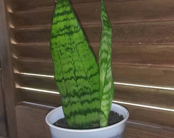 Snake plant, mother in laws tounge, house plant,Dracaena trifasciata, Sansevieria, air purifying plant