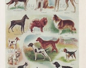 1946 Dog Breeds Dictionary Color Plate Illustration