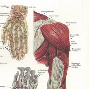 Human Anatomy Hand Foot Back Muscle Chart Vintage Medical Lithograph Illustration To Frame Art Collectibles Lithographs Keyforrest Lt