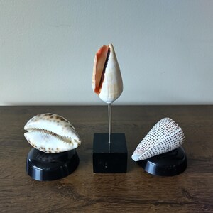 May include: Three seashells on display. One shell is mounted on a metal stand, while the other two rest on black bases. The shells vary in shape and color, with speckled and striped patterns.