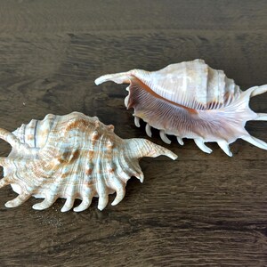 May include: Two ornate seashells with textured surfaces and spiky protrusions. One shell is beige and brown, the other is beige and pink. The shells are displayed on a dark brown wooden surface.