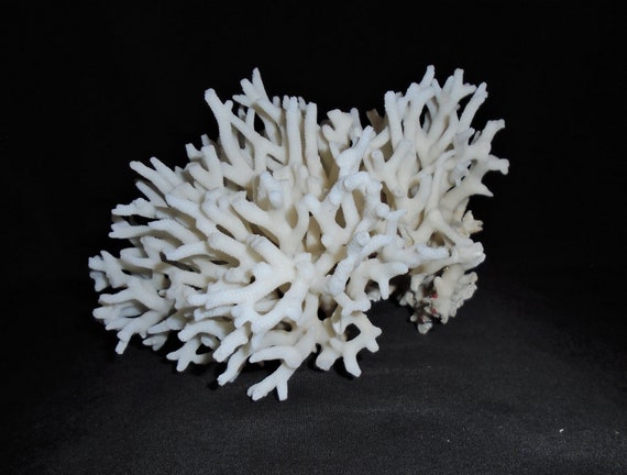 Natural Large White Sea Finger Branch Coral Fossil Specimen Decor