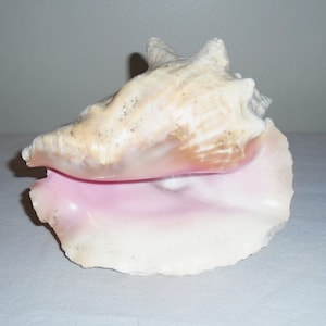Horned Queen Helmet Conch Sea Shell Specimen Nautical Decor