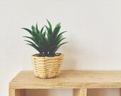 Miniature Plant in Basket