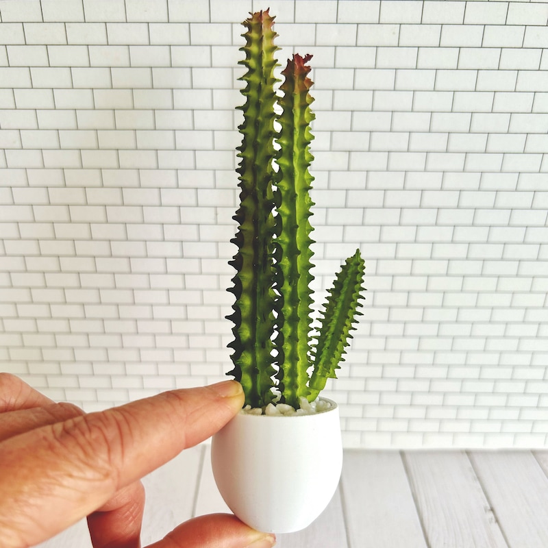 Miniature Cactus - Etsy