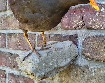Antico esemplare di gallinella d'acqua imbalsamata, animale di peluche, decorazione per casa di campagna, trofeo di caccia, pezzo unico, regalo di compleanno.