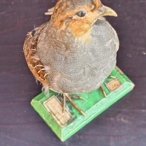 Ancienne taxidermie montée perdrix animal en peluche oiseau pays ferme maison décoration chasse trophée unique en son genre cadeau d'anniversaire