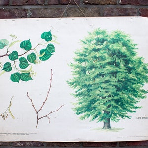 Authentique vieille carte scolaire botanique tilleul arbre lithography nature primitive Prague 1971