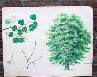 Vintage school chart botanical canvas wall art linden tree authentic paper Prague 1971 educative boho style lithography unique present gift