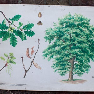 Authentique carte scolaire botanique arbre chêne boho style deco murale vintage unique 1971 Prague école lytographie imprimerie