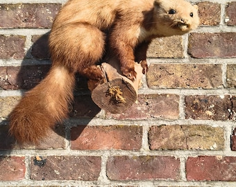 Antike präparierte Stofftier Marder? Landhaus Landhaus Dekor Jagdtrophäe Unikat Geschenk