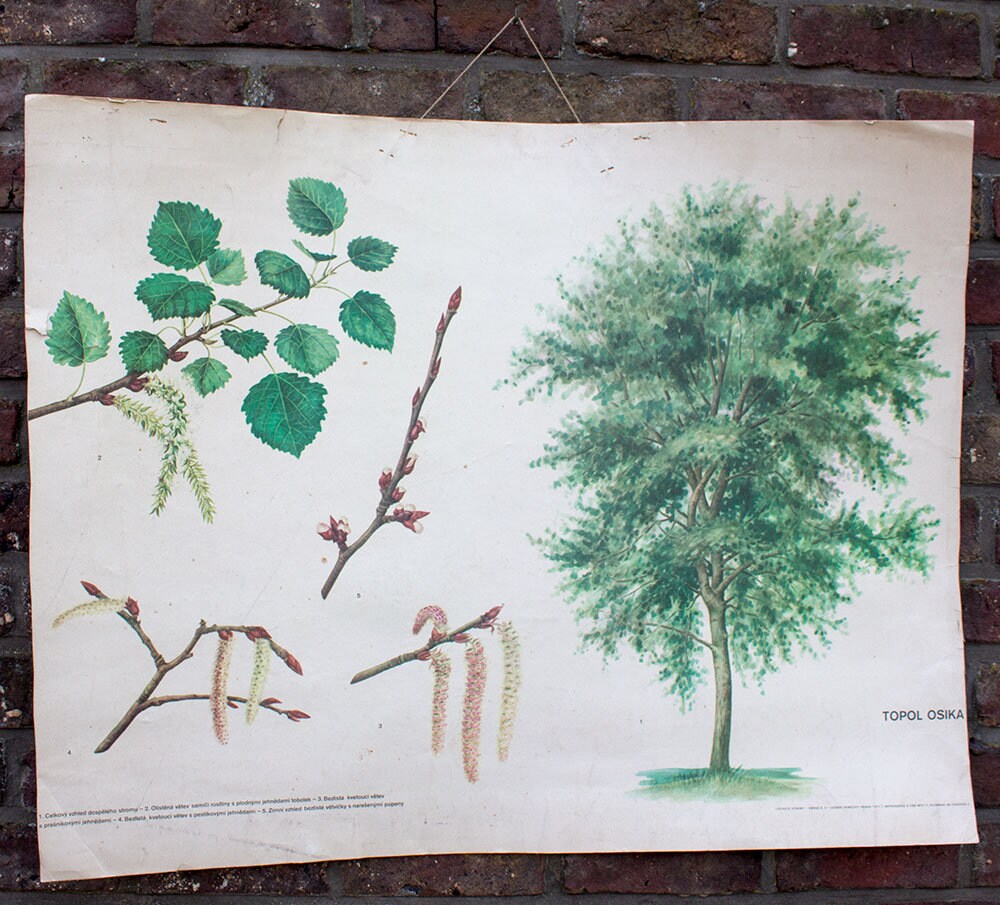 Vintage botanical school chart Aspen poplar perfect home decoration wall kitchen, loft, restaurant gift for her him primitive print nature