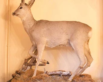 Ciervo disecado antiguo de tamaño natural. SOLO PARA RECOGER en Bélgica. Animal disecado, decoración de casa de campo, trofeo de caza, estilo shabby chic.