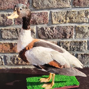 Pato antiguo disecado montado, ave de peluche, animal de campo, decoración para el hogar, trofeo de caza, regalo de cumpleaños único