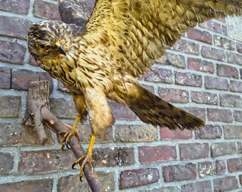 Gran ejemplar antiguo de ave rapaz disecada, ideal para decoración de casas de campo, trofeos de caza y regalos de cumpleaños únicos.