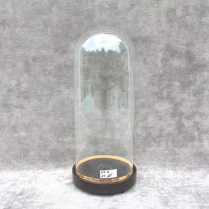 Puede incluir: Una campana de cristal transparente, de aproximadamente 35 cm de alto y 14 cm de diámetro, se asienta sobre una base marrón oscuro con un borde dorado. La campana es cilíndrica con una parte superior redondeada, diseñada para exhibir objetos decorativos.