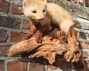 Antike präparierte Stofftier Marder? Ein einzigartiges Geschenk zum Geburtstag