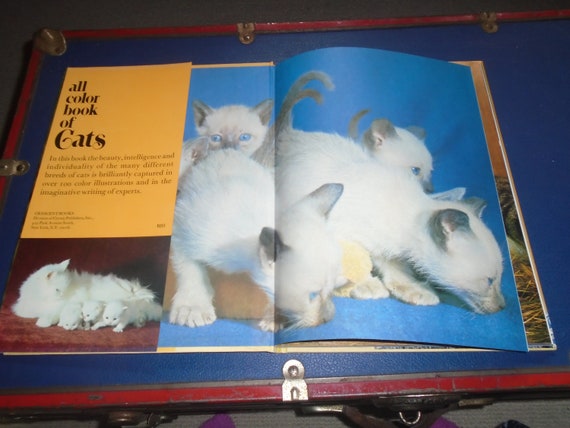 洋書 Luxury for Cats teNeues Amazon.com: Luxury for Cats (English and Italian Edition