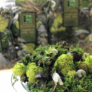 Vårt regnskogspotpurri – Teakwood Moss & Ormbunke – en regnig, daggvåt mossa med midnattsjasmin och teakträ!