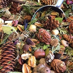 Nordwald-Potpourri-eine Mischung aus Tannen, Zedern und Kiefern des nördlichen Waldes vonMichigan Bild 8