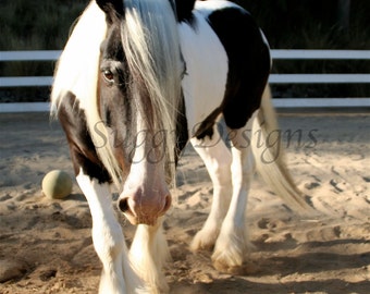 Horse Photograph, Hey Big Guy 11 x 14 Photographic Print