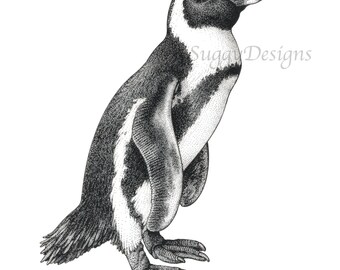 African Penguin 8 x 10 Giclee Print of Original Pen & Ink Illustration