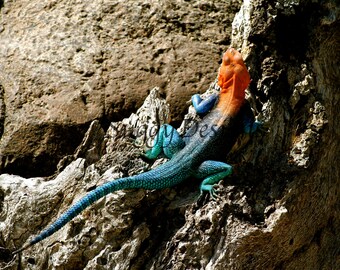Flashy Lizard With No Where to Hide 8 x 10 Photographic Print