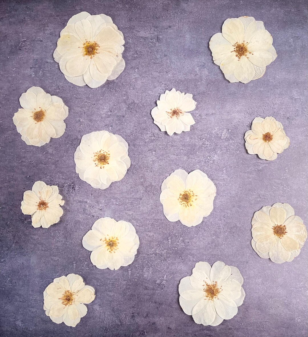 Pressed Roses, 10 White Roses Assorted Sizes, Pressed Dried Flowers ...