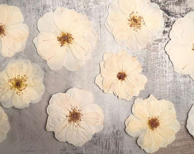 Pressed Roses, 10 White Roses Assorted Sizes, Pressed Dried Flowers ...
