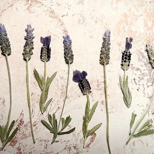Pressed Lavender flowers, 15 pieces assorted Lavender Pressed Dried flowers,Pressed flowers for crafts, resin art, embellishments, decor