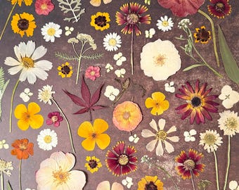 Pressed Flowers Assortment 50 pieces Pressed wild flowers Dried flowers Mixed  Pressed flowers for crafts, resin art, embellishments, decor