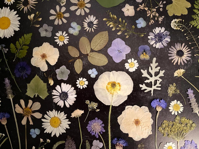 Pressed Flowers Assortment 50 Pieces Pressed Wild Flowers Dried Flowers