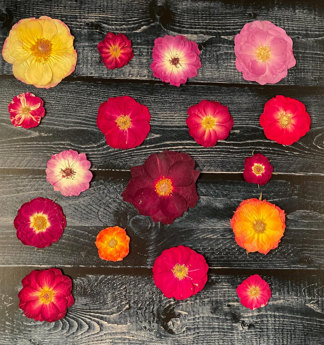 Pressed Roses, 15 Assorted Roses, Pressed Dried Flowers,pressed Flowers ...