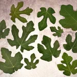 May include: A collection of twelve green fig leaves of varying sizes and shapes, each featuring distinct lobes and visible light-colored veins. The leaves are arranged in a scattered pattern, showcasing the natural texture and serrated edges.