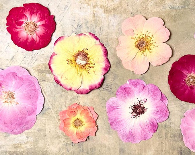 Pressed Roses, 15 Assorted Roses, Pressed Dried Flowers,pressed Flowers ...